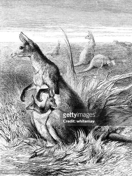 mother kangaroo with two joeys in her pouch - marsupial 幅插畫檔、美工圖案、卡通及圖標