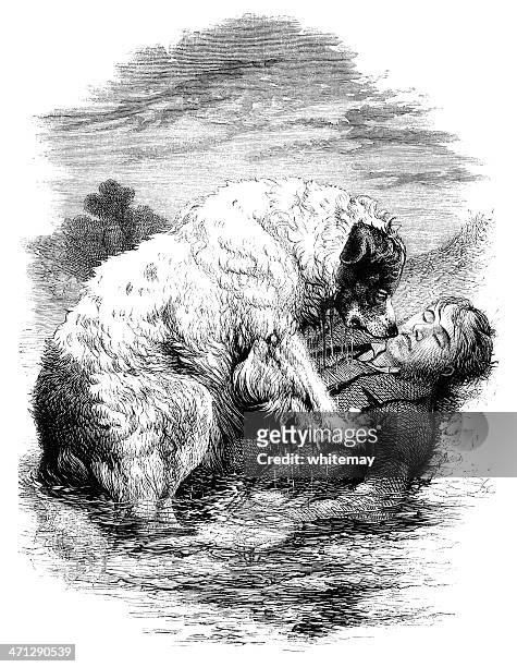 dog rescuing a man from drowning - newfoundland dog stock illustrations
