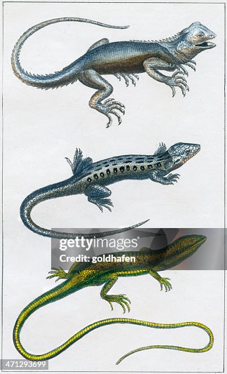 Lizard Inforgraphic Lizards Scientific Illustration 1830 High-Res Vector Graphic - Getty Images