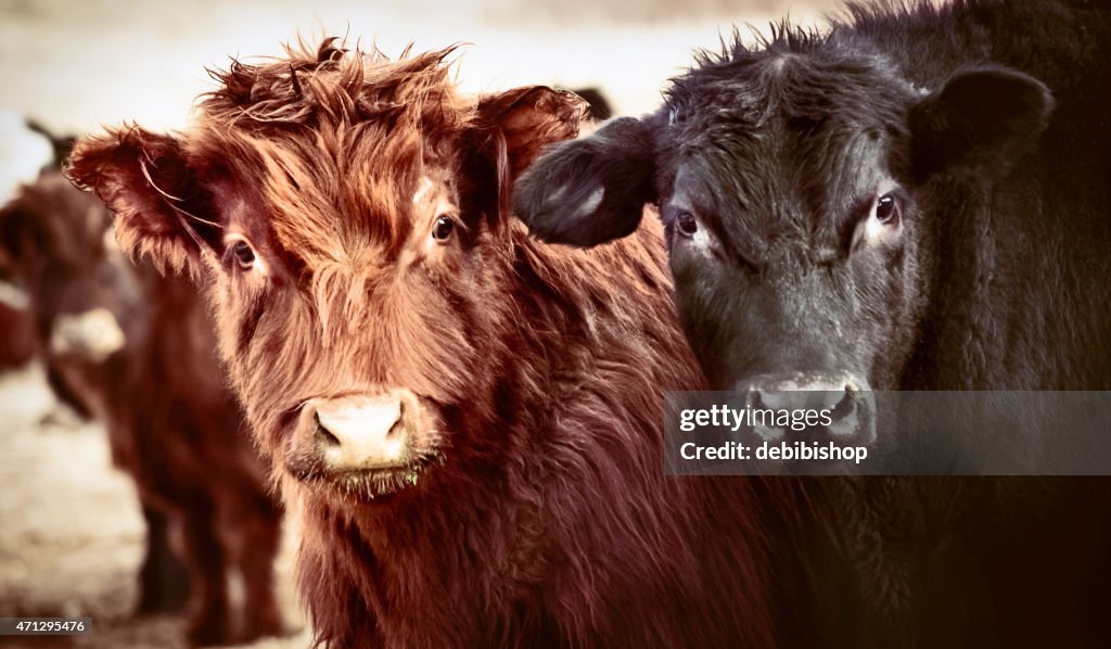 Black Angus bull and cow looking at camera