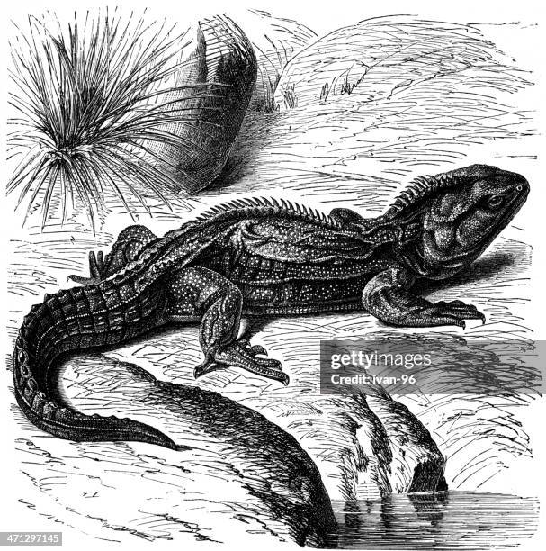 tuatara - pets and exotic animals stock illustrations