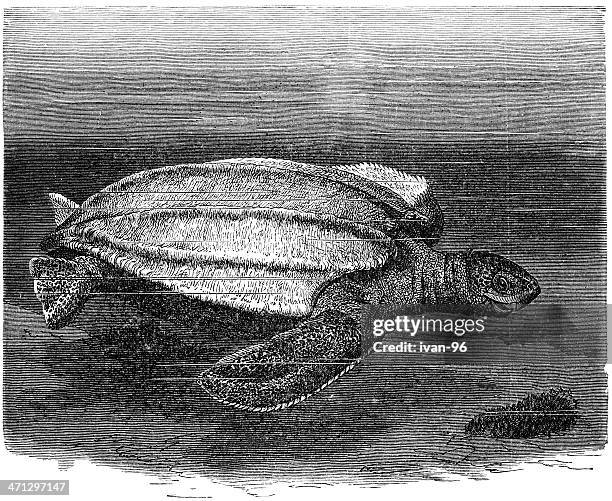 turtle - turtle shell stock illustrations