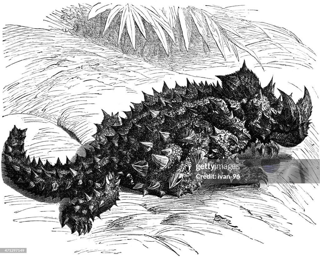 Thorny Devil