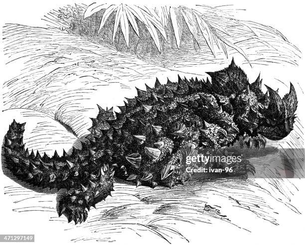 thorny devil - lizard scales pattern stock illustrations