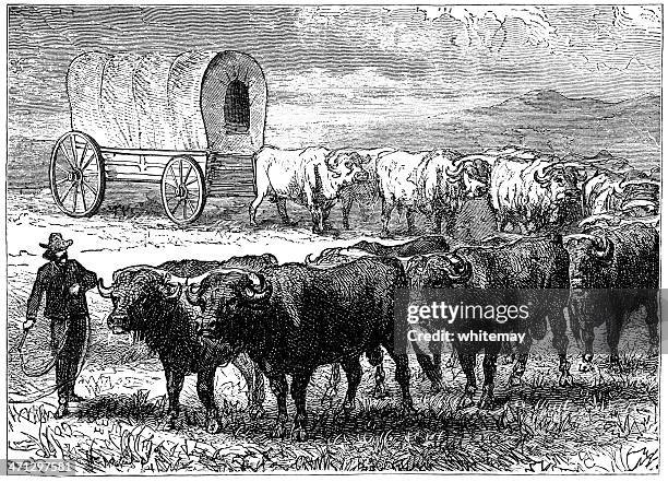 bullock team on the north american prairies - cattle drive stock illustrations