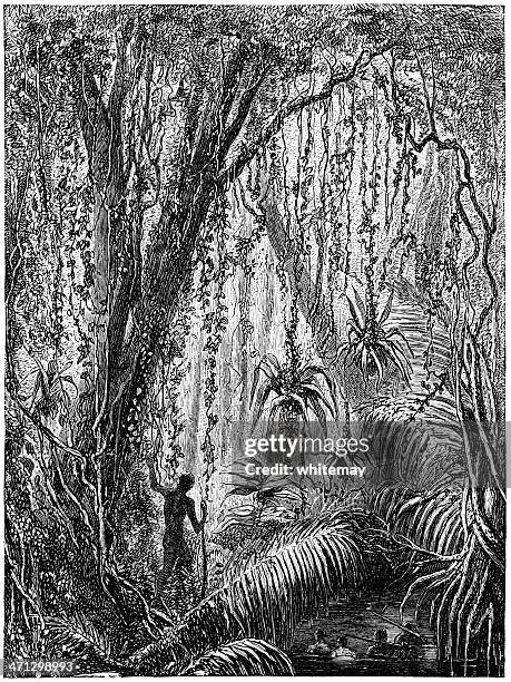 amazon rain forest (1882 engraving) - amazonas state brazil stock illustrations