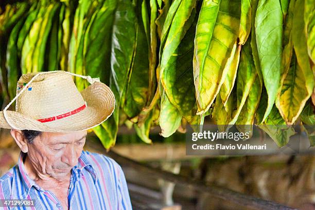 tobacco farmer - pinar del rio 個照片及圖片檔