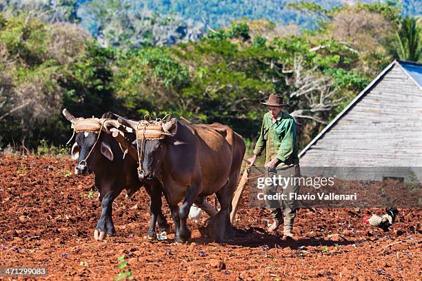 farmer en el trabajo, cuba - pinar del rio fotografías e imágenes de stock