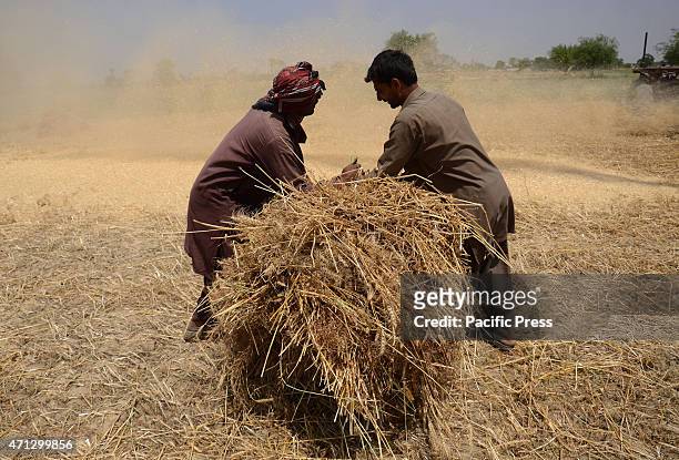 Pakistani farmer's family busy in harvesting & thrashing the wheat crops in current procurement wheat season in their fields in subrub of Lahore,...