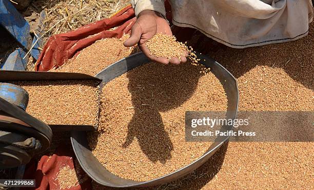 Pakistani farmer's family busy in harvesting & thrashing the wheat crops in current procurement wheat season in their fields in subrub of Lahore,...