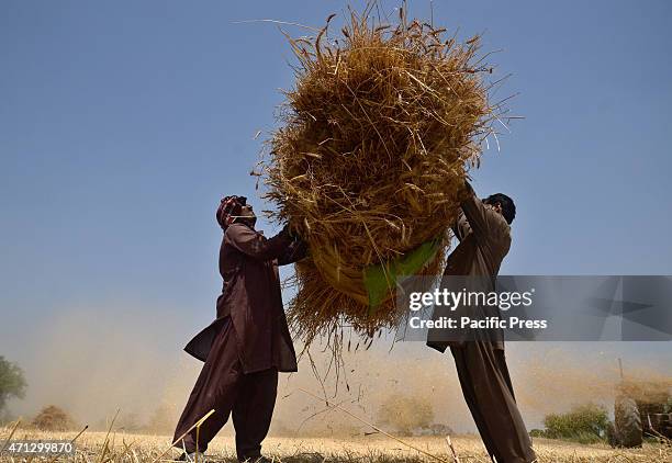 Pakistani farmer's family busy in harvesting & thrashing the wheat crops in current procurement wheat season in their fields in subrub of Lahore,...