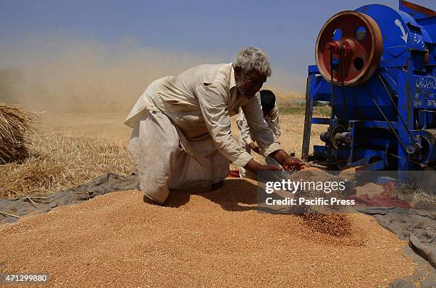 Pakistani farmer's family busy in harvesting & thrashing the wheat crops in current procurement wheat season in their fields in subrub of Lahore,...