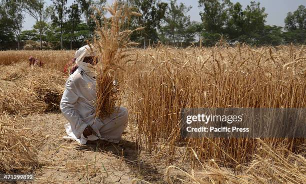 Pakistani farmer's family busy in harvesting & thrashing the wheat crops in current procurement wheat season in their fields in subrub of Lahore,...