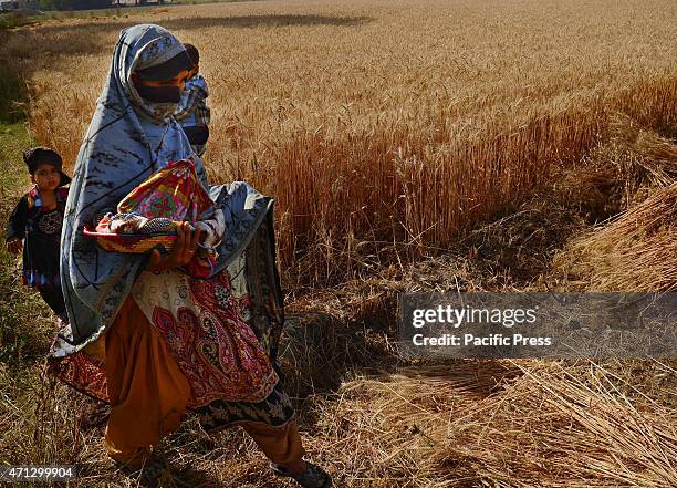 Pakistani farmer's family busy in harvesting & thrashing the wheat crops in current procurement wheat season in their fields in subrub of Lahore,...