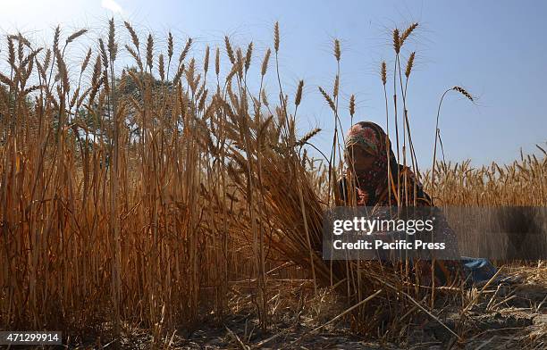 Pakistani farmer's family busy in harvesting & thrashing the wheat crops in current procurement wheat season in their fields in subrub of Lahore,...