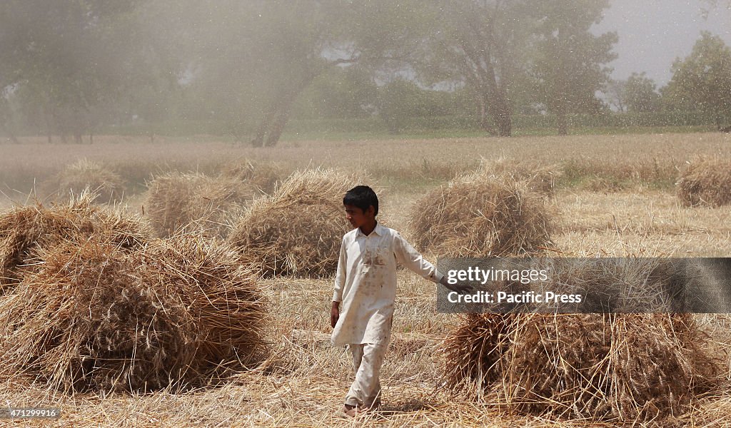 Pakistani farmer's family busy in  harvesting & thrashing...