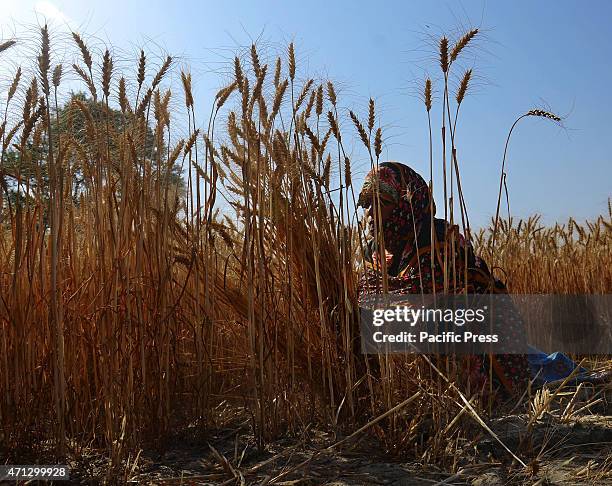 Pakistani farmer's family busy in harvesting & thrashing the wheat crops in current procurement wheat season in their fields in subrub of Lahore,...