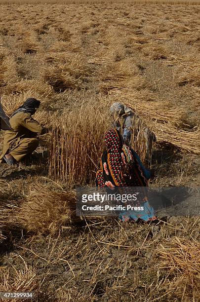 Pakistani farmer's family busy in harvesting & thrashing the wheat crops in current procurement wheat season in their fields in subrub of Lahore,...