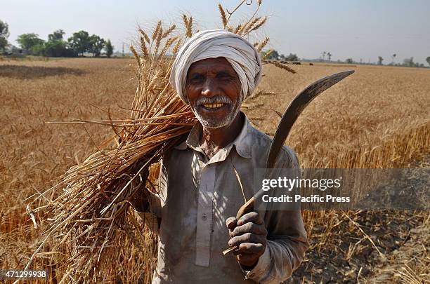 Pakistani farmer's family busy in harvesting & thrashing the wheat crops in current procurement wheat season in their fields in subrub of Lahore,...