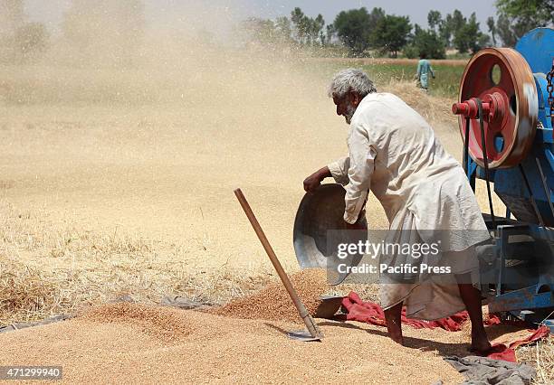 Pakistani farmer's family busy in harvesting & thrashing the wheat crops in current procurement wheat season in their fields in subrub of Lahore,...