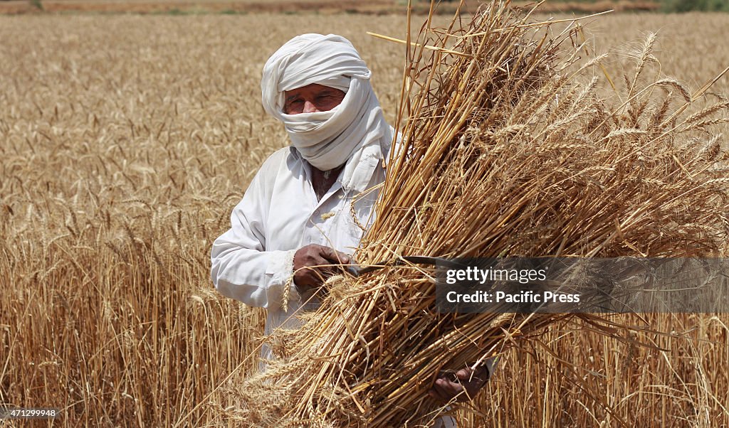 Pakistani farmer's family busy in  harvesting & thrashing...
