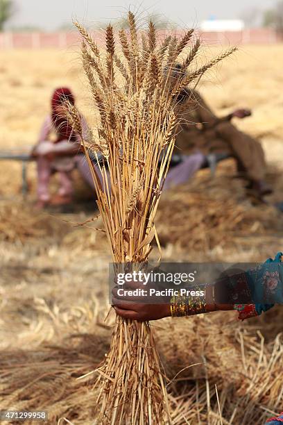 Pakistani farmer's family busy in harvesting & thrashing the wheat crops in current procurement wheat season in their fields in subrub of Lahore,...