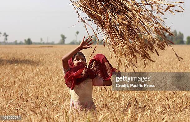 Pakistani farmer's family busy in harvesting & thrashing the wheat crops in current procurement wheat season in their fields in subrub of Lahore,...