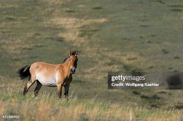Przewalski horse or Takhi, the only still living wild ancestor of the domestic horses, at Hustai National Park, Mongolia.