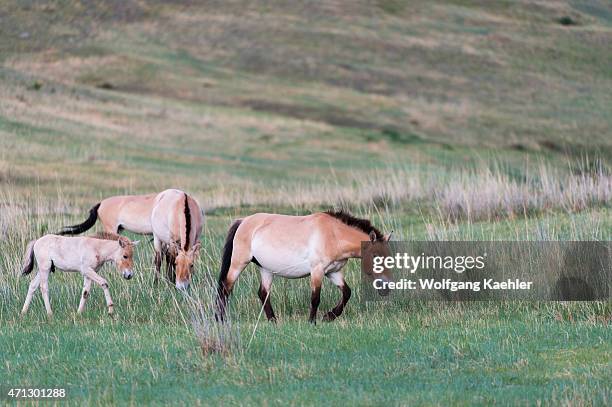 Przewalski horses with foal or Takhi, the only still living wild ancestor of the domestic horses, at Hustai National Park, Mongolia.