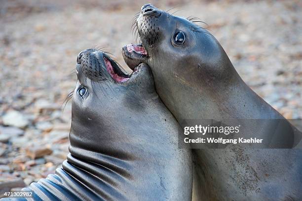 Southern elephant seal pubs play fighting near the Norwegian whaling station in Grytviken on South Georgia Island, Sub-Antarctica.