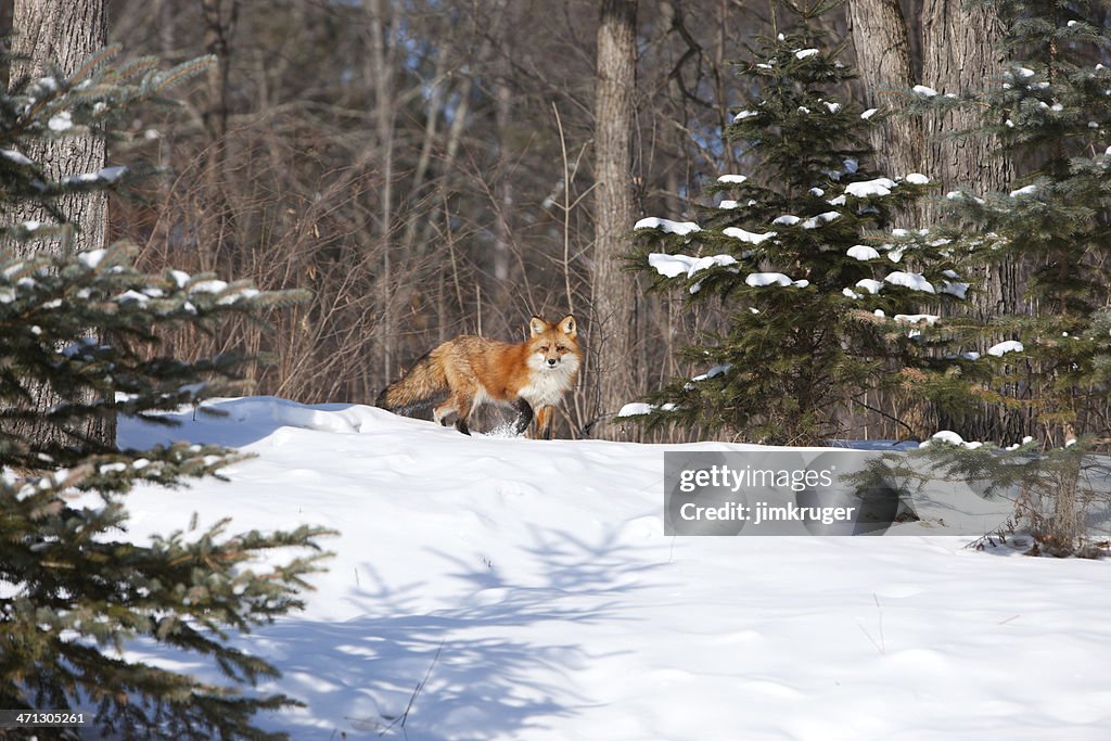 Lone red fox en winter wilderness.
