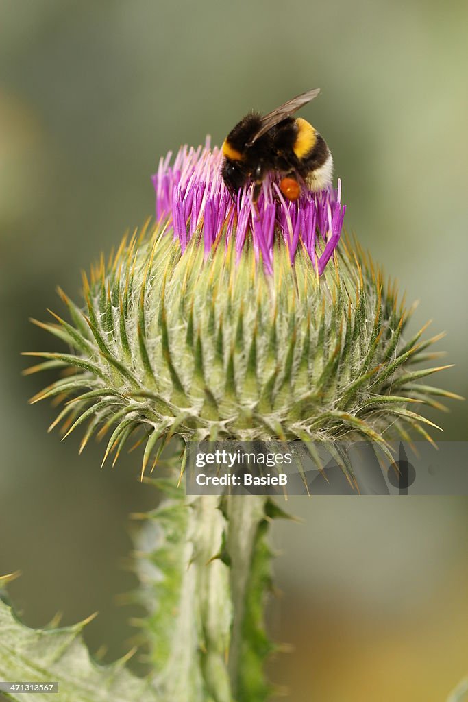 Bumble Bee on a Thistle