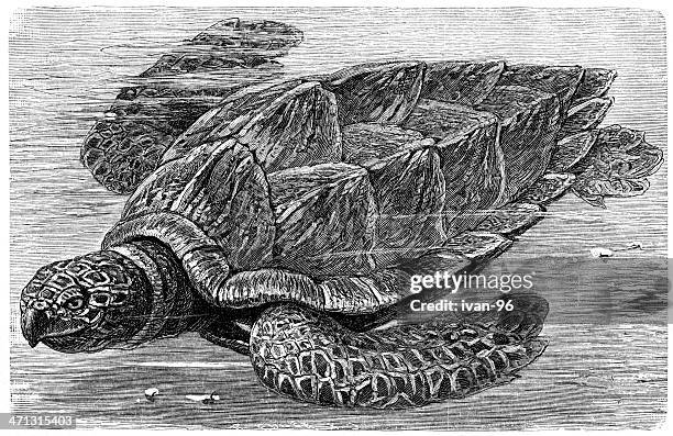 hawksbill sea turtle - hawksbill turtle stock illustrations