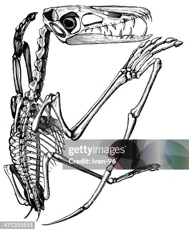 Pterodactylus Pterodactylus
