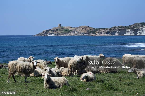 Flock of sheep grazing by the sea. On the cliff in the distance the silhouette of the Torre Argentina standing. Bosa, Italy. April 2006