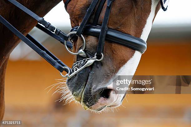 close-up da cabeça de um cavalo de dressage - dressage - fotografias e filmes do acervo