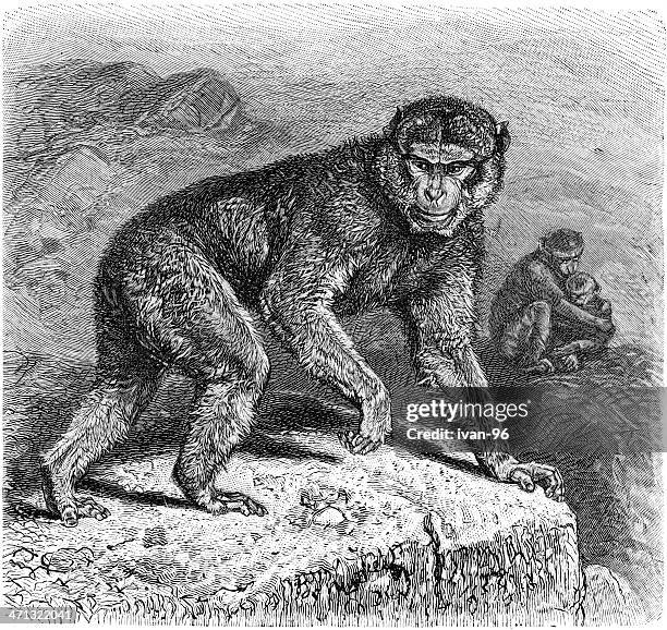 common macaque - macaque stock illustrations