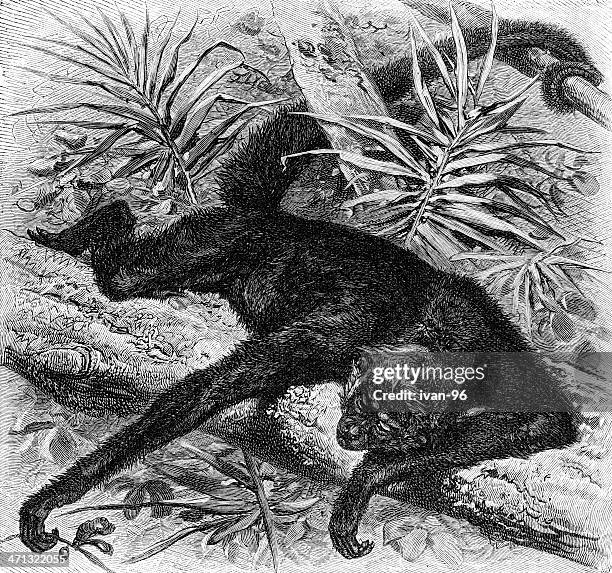 spider monkey - spider monkey stock illustrations