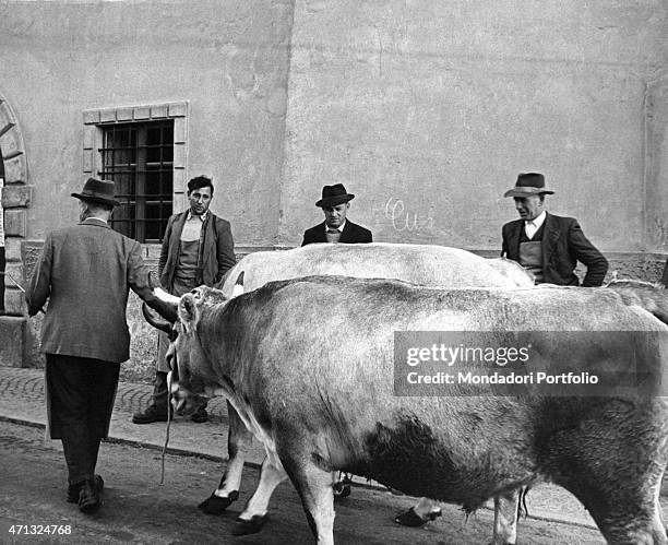 Man driving two oxen in the street. German irredentists stroke terror into the village to force Italian ethnic minority to leave the town. Termeno...