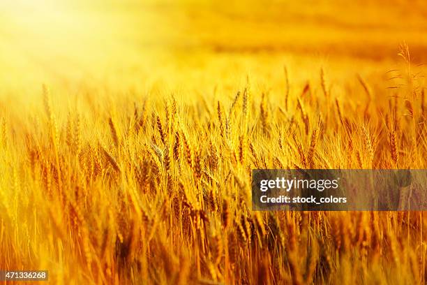 campo de trigo en puesta de sol - create and cultivate fotografías e imágenes de stock
