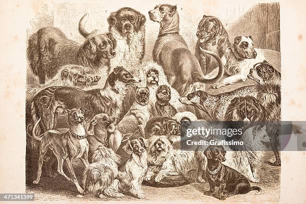 engraving purebred dogs from 1878 - irish wolfhound stock illustrations