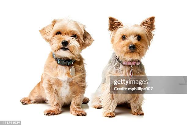 kleine rasse hunde - yorkshireterrier stock-fotos und bilder