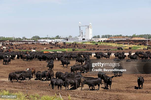 rind in dry kansas feedlot im freien - kansas stock-fotos und bilder