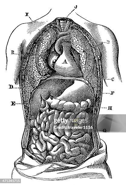 ilustrações, clipart, desenhos animados e ícones de o sistema digestivo - esôfago sistema digestivo