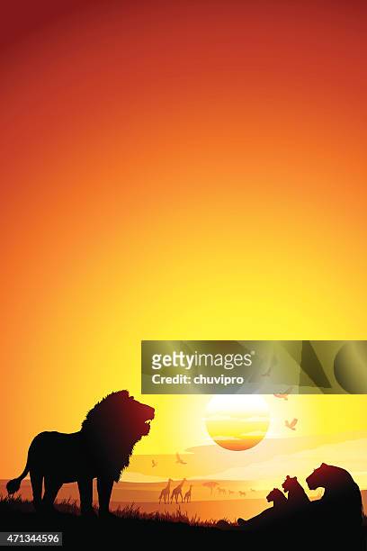 illustrations, cliparts, dessins animés et icônes de fierté des lions d'afrique dans la savane au coucher du soleil, silhouettes - safari animals stock