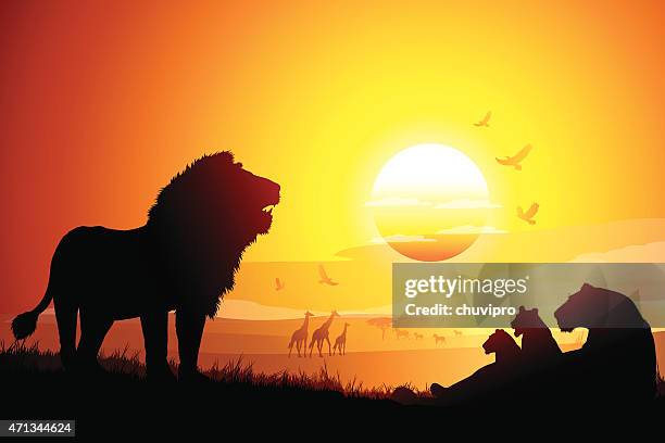 ilustraciones, imágenes clip art, dibujos animados e iconos de stock de manada de leones en áfrica savanna siluetas en la puesta de sol - leon