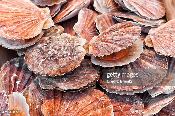 scallop in un mercato per la vendita - mollusco foto e immagini stock