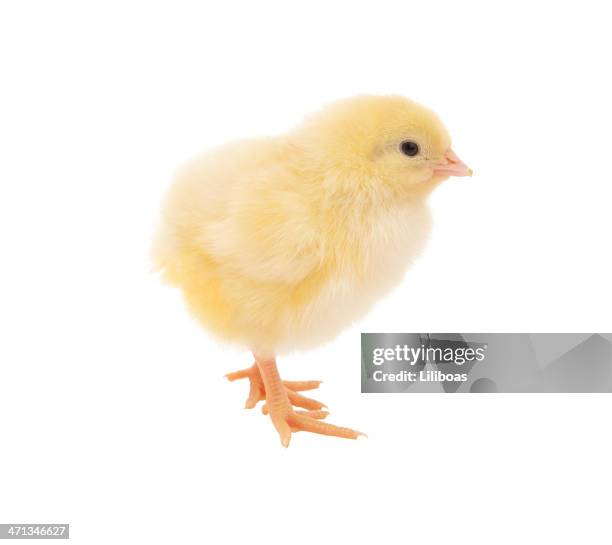 easter chick - young bird stock pictures, royalty-free photos & images