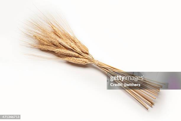 gambi di grano essiccato in bundle - fascio foto e immagini stock
