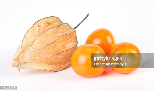 physalis - chinese lanterns ストックフォトと画像